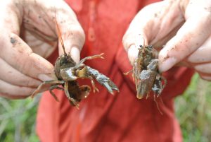 Two live crayfish held up by a volunteer.