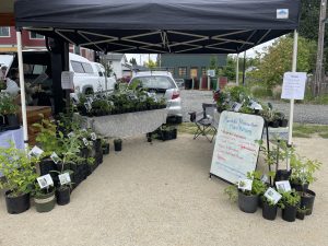 Photograph of "Marisha's Permaculture Plant Nursery" market stand