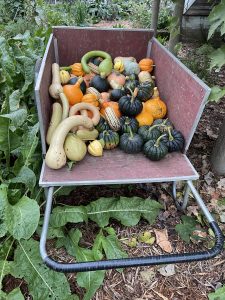 a variety of gourds and squashes arranged in a hand-cart