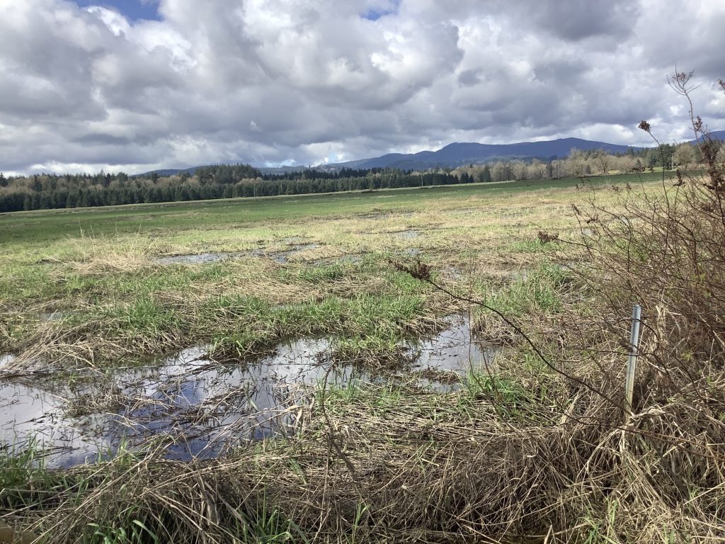 A photograph depicting the marshland habitat of the Oregon Spotted Frog